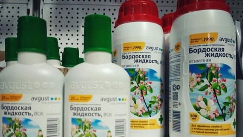 Mesures de lutte contre l'oïdium sur les raisins de Corinthe, si les baies sont déjà apparues au printemps