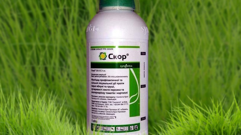 Mesures de lutte contre l'oïdium sur les raisins de Corinthe, si les baies sont déjà apparues au printemps