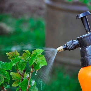 Mesures de lutte contre l'oïdium sur les raisins de Corinthe, si les baies sont déjà apparues au printemps