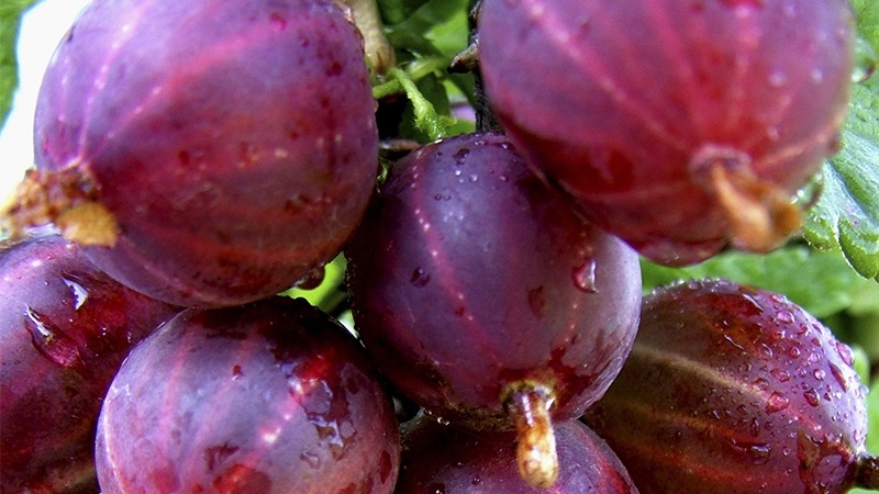 Variété de groseille jeune mais très prometteuse Sadko