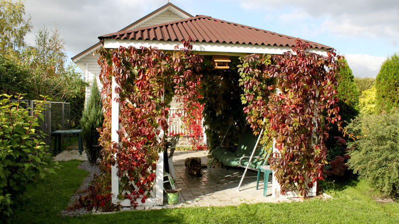 Les meilleures variétés de raisins découverts pour la région de Moscou