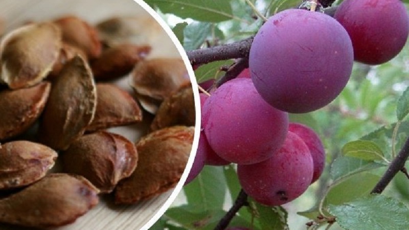 Est-il possible de faire pousser une prune cerise à partir d'une pierre à la maison et comment le faire