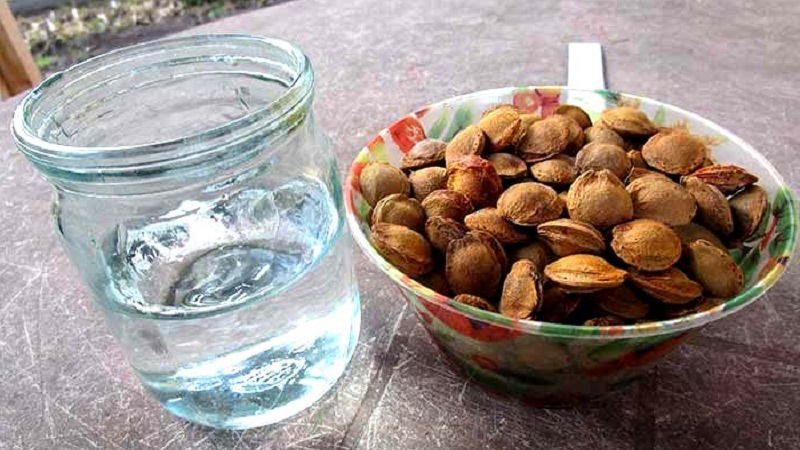 Est-il possible de faire pousser une prune cerise à partir d'une pierre à la maison et comment le faire