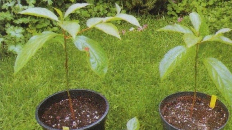 Est-il possible de faire pousser une prune cerise à partir d'une pierre à la maison et comment le faire