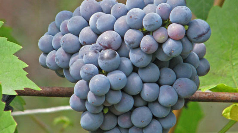 Quelles propriétés devraient avoir les cépages non couvrants et lesquels d'entre eux sont considérés comme les meilleurs