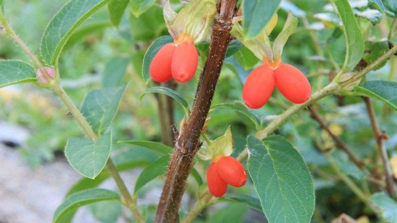 Les meilleures variétés de chèvrefeuille comestible