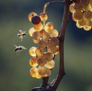 Cépages non couvrants pour la région de Leningrad