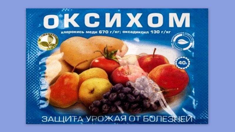 Comment protéger les buissons et comment traiter les roses au printemps contre les maladies et les ravageurs