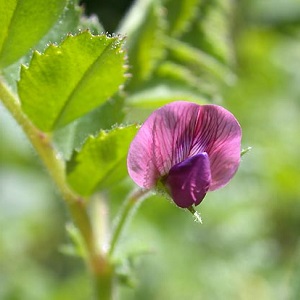 Description et caractéristiques des pois chiches