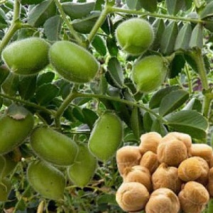 Description et caractéristiques des pois chiches