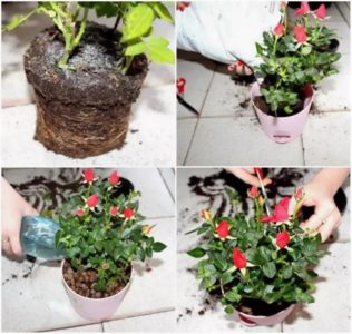 Comment entretenir une rose domestique dans un pot - Un guide pour les fleuristes débutants