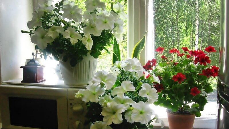 À quoi sert la taille du pétunia au milieu de l'été et comment la réaliser correctement