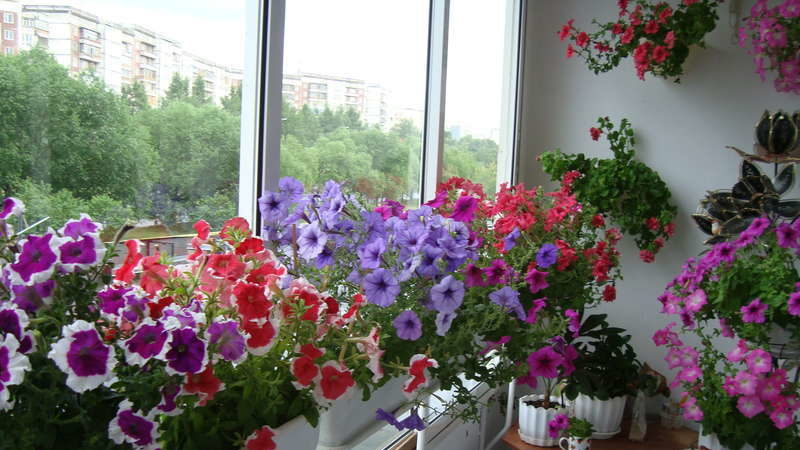 Les meilleurs moyens de prolonger la floraison des pétunias en pot: conseils de fleuristes expérimentés