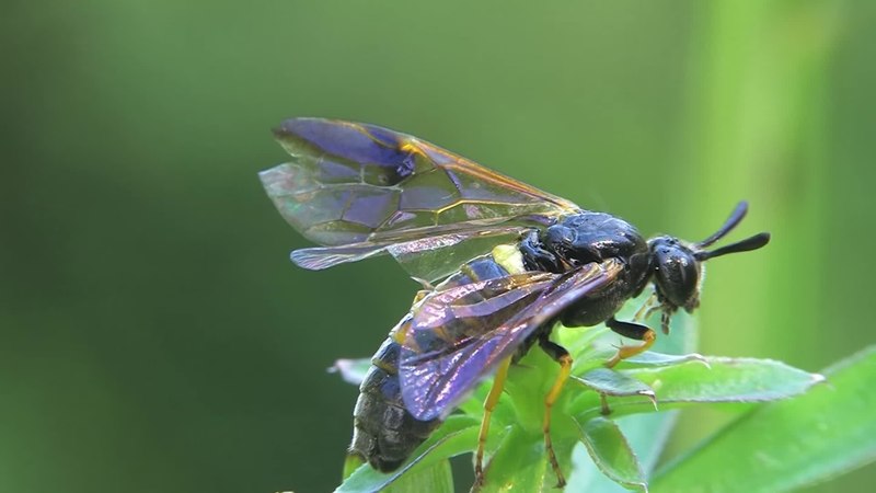 Les feuilles de cerisier jaunissent en juillet: que faire et pourquoi cela se produit