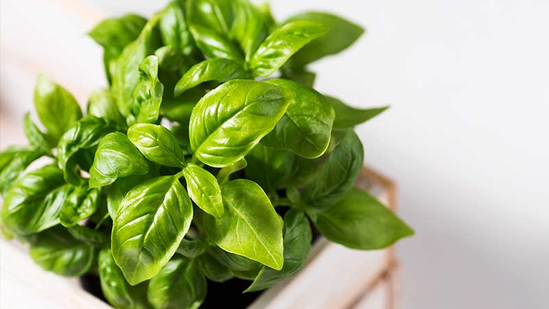 Instructions étape par étape pour faire pousser du basilic sur un balcon à partir de graines