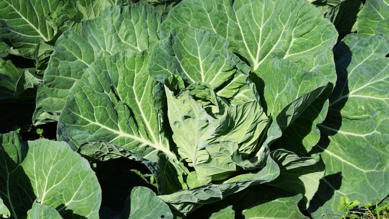 Pourquoi le chou n'est pas lié à la tête et que faire pour le réparer