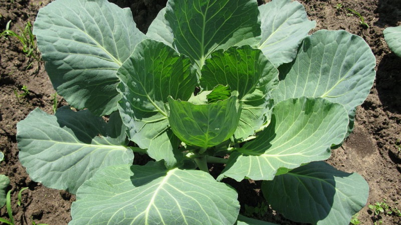 Pourquoi le chou n'est pas lié à la tête et que faire pour le réparer