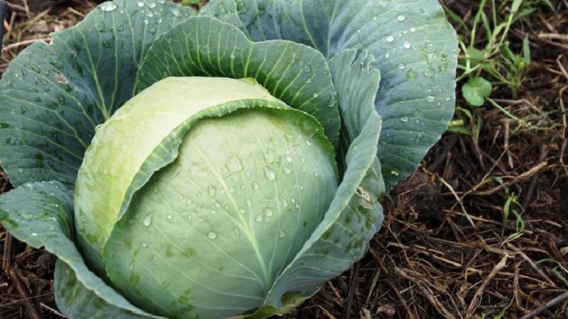 Pourquoi le chou n'est pas lié à la tête et que faire pour le réparer