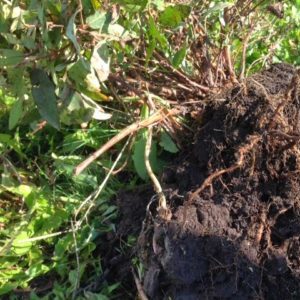 Quel type de sol et de drainage le chèvrefeuille aime-t-il?