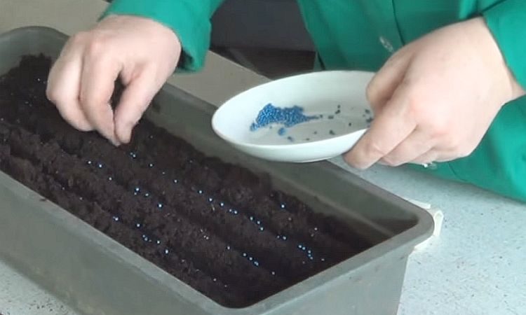 Une variété universelle de chou mi-saison Nadezhda