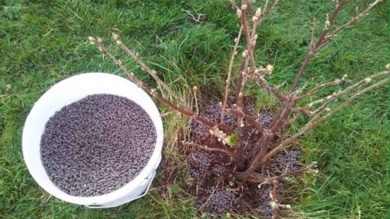 Comment bien nourrir les groseilles et les groseilles au printemps