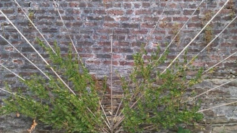 Instructions étape par étape pour les jardiniers débutants: comment attacher une groseille à maquereau et former un buisson correctement