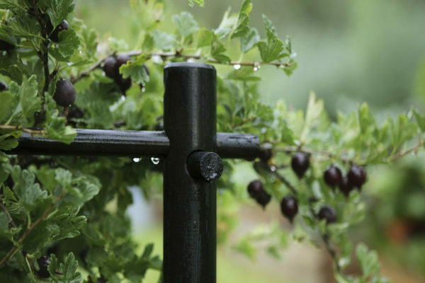 Instructions étape par étape pour les jardiniers débutants: comment attacher une groseille à maquereau et former un buisson correctement