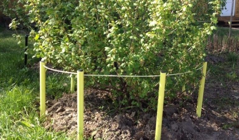 Groseille à maquereau persistante à faible épine numérotée de l'Altaï, garantissant une riche récolte de baies sucrées