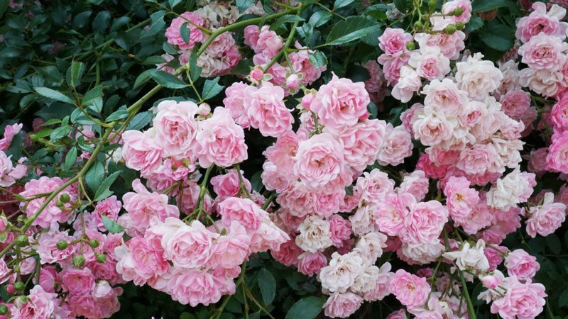 Un guide pour couper des roses à l'automne à la maison pour les fleuristes débutants