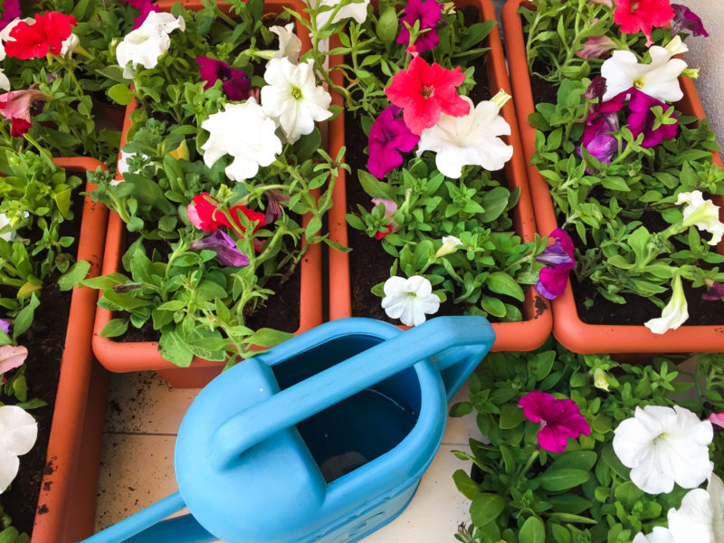 Examen des variétés populaires de pétunias de la série Opera et de leurs caractéristiques