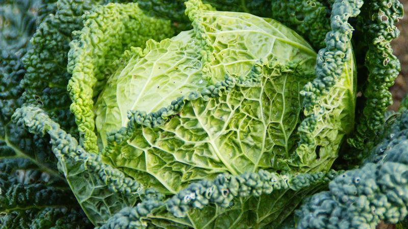 Avantages et inconvénients, caractéristiques de l'utilisation du chou frisé