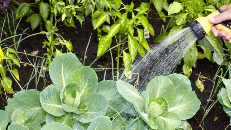 Une variété universelle de chou mi-saison Nadezhda