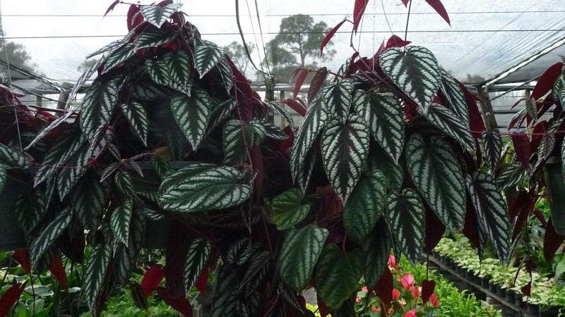 Plantation de raisins en intérieur et soins à domicile