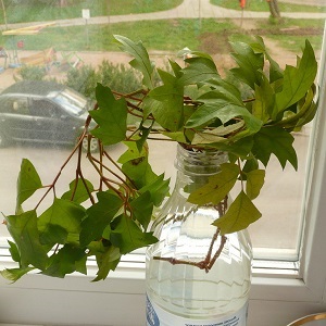 Plantation de raisins en intérieur et soins à domicile