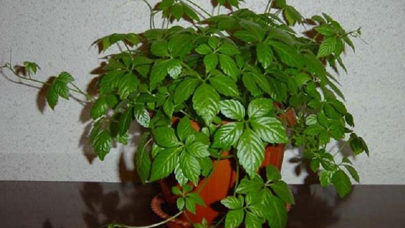 Plantation de raisins en intérieur et soins à domicile