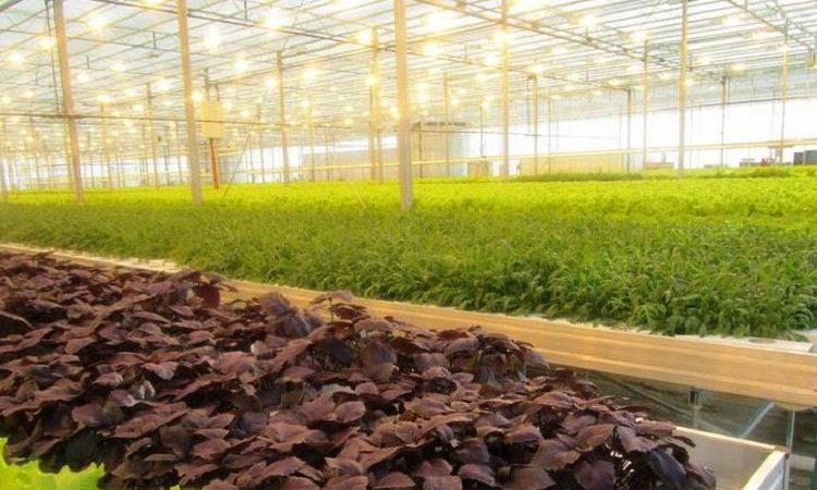 Un guide du débutant pour planter du basilic dans une serre