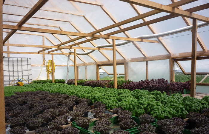 Un guide du débutant pour planter du basilic dans une serre