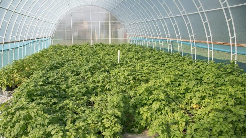 Un guide du débutant pour planter du basilic dans une serre