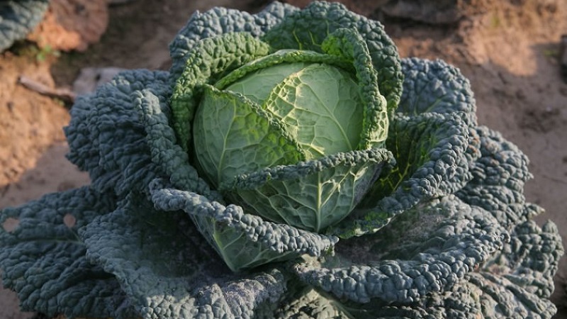 Semer et cultiver du chou frisé