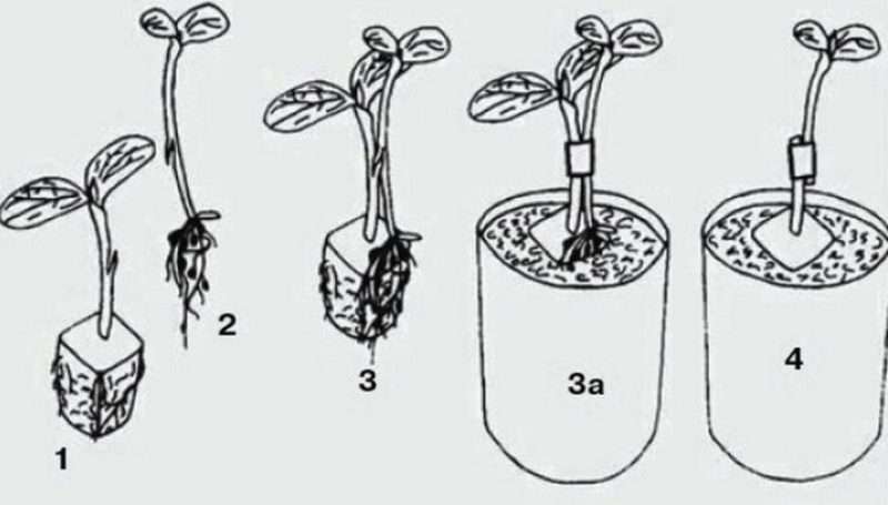Schémas et subtilités de la greffe de pastèque sur une citrouille