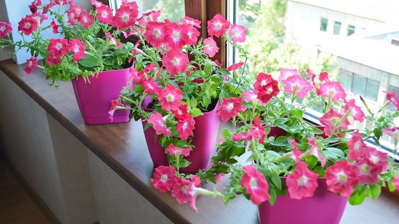 Les meilleurs moyens de prolonger la floraison des pétunias en pot: conseils de fleuristes expérimentés