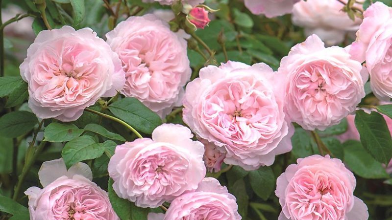 Un guide pour couper des roses à l'automne à la maison pour les fleuristes débutants