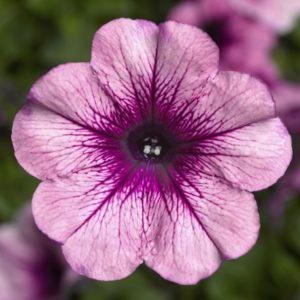 Pourquoi les fleurs de pétunia sont bonnes et comment les cultiver correctement