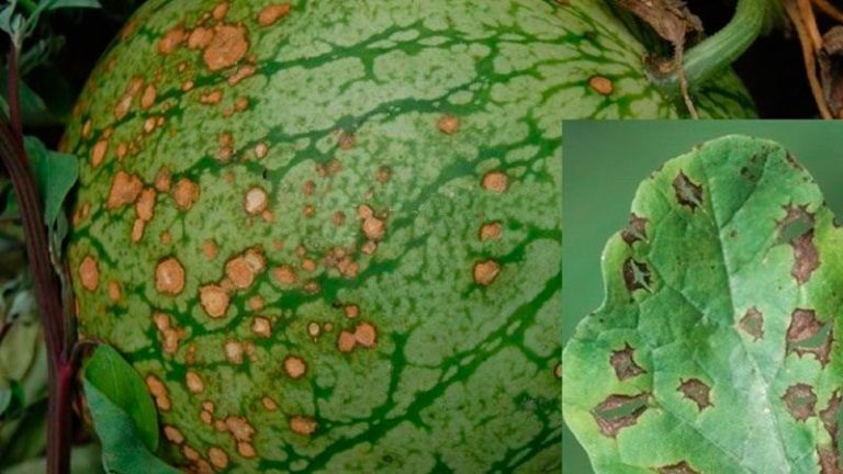 Qu'est-ce qu'une pastèque sans graines, quelles sont les variétés et comment la cultiver