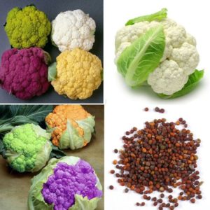 Chou-fleur violet: description et photo