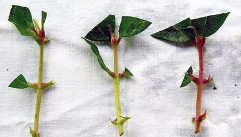 Variété de dessert à maturité précoce de chèvrefeuille précoce Nizhegorodskaya