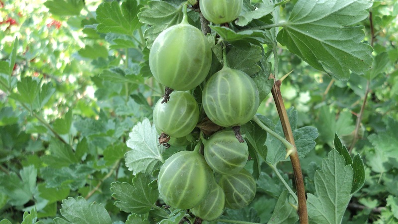 Les plus grandes variétés de groseilles à maquereau