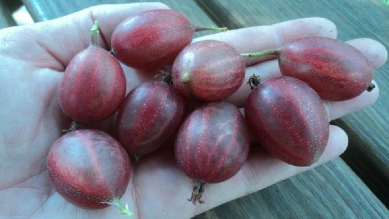 Les plus grandes variétés de groseilles à maquereau