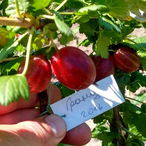 Les plus grandes variétés de groseilles à maquereau