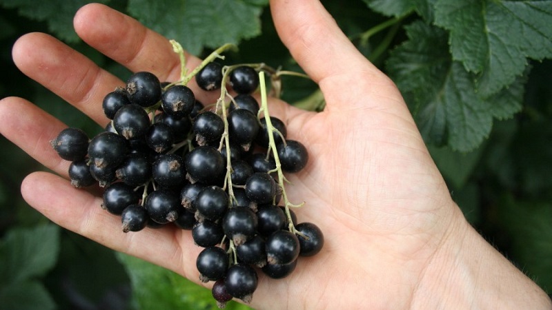 Les variétés les plus sucrées de cassis à gros fruits